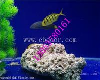 郑州海洋生物展租赁公司哪家好