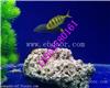 郑州海洋生物展租赁公司哪家好