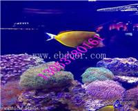 徐州海洋生物展租赁鱼缸展出租