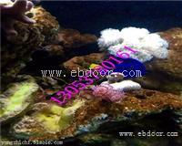 无锡海洋生物展租赁鱼缸展出租