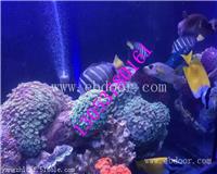 南京海洋生物展租赁鱼缸展出租