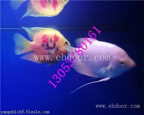 洛阳海洋生物展租赁鱼缸展出租