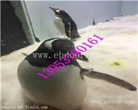 许昌海洋生物展租赁鱼缸展出租