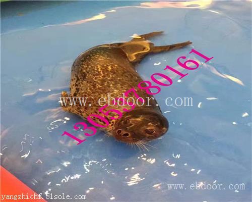 南京海洋生物展鱼缸展出租租赁