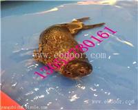 南京海洋生物展鱼缸展出租租赁