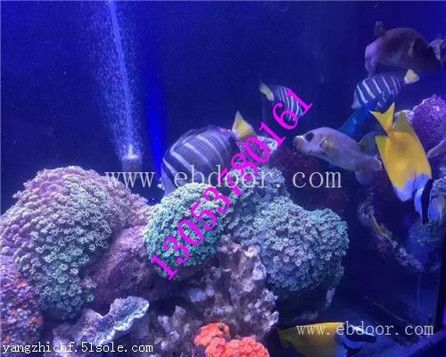 眉山海洋生物展鱼缸展出租租赁