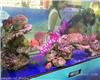 自贡海洋生物展鱼缸展出租租赁