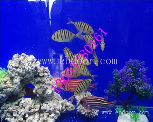 贺州海洋生物展鱼缸展出租租赁