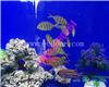 贺州海洋生物展鱼缸展出租租赁
