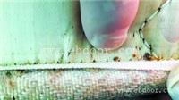 广州杀跳蚤公司天河治白蚁公司番禺灭鼠灭蟑螂
