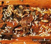 办公室灭白蚁有哪些方法灭白蚁用什么工具