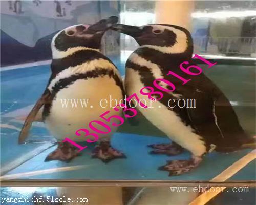 海洋生物展租赁1宜宾海洋生物展租赁价格咨询介绍