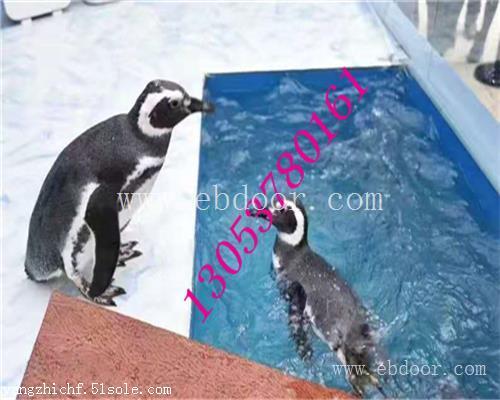 海洋生物展租赁1乐山出租海洋生物鱼缸展价格优惠