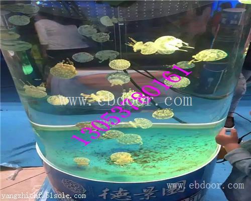 孝义海洋生物展哪里有出租租赁