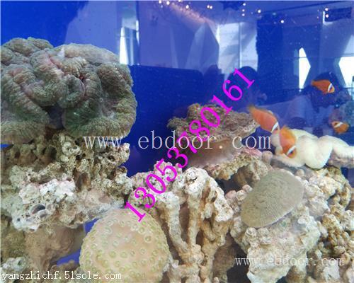 徐州海洋生物展租赁观赏鱼多少品种