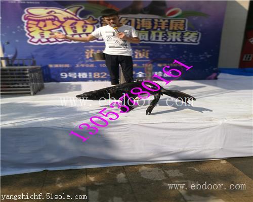 厦门海洋生物展租赁服务公司哪家好