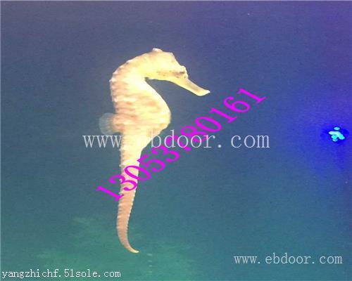 辽阳海洋生物展租赁1经验多2服务好