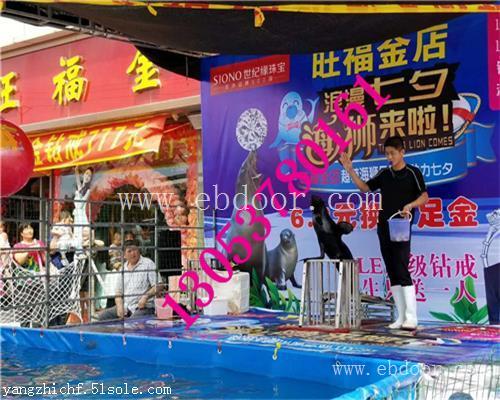 朔州市海狮表演租赁价格范围