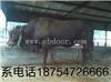 鲁西黄牛|西门塔尔牛|利姆赞牛|夏洛莱牛|种公牛的饲养管理