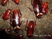 食堂灭蟑螂杀蟑螂公司广州哪家口碑好