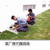 番禺杀虫白蚁预防创新虫控24小时上门服务