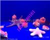 南充海洋生物展鱼缸展出租租赁