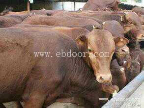 山东鲁西黄牛、西门塔尔牛肉牛养殖4条经验