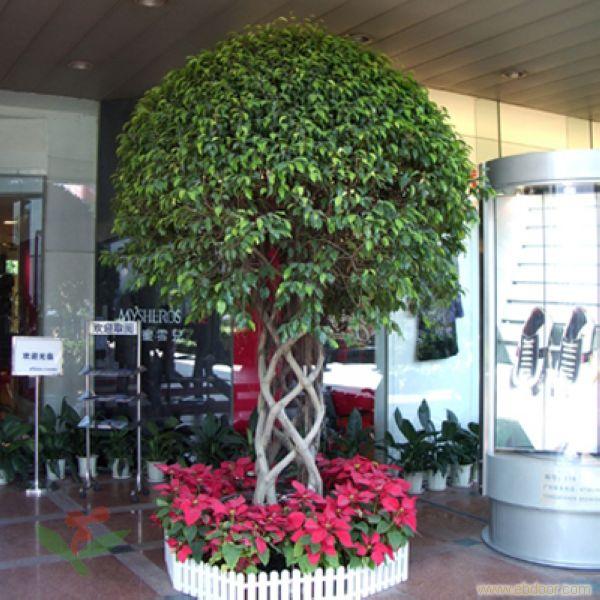 榕树笼-上海办公室摆放植物租赁�