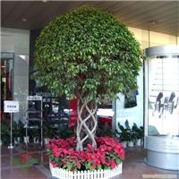 榕树笼-上海办公室摆放植物租赁 