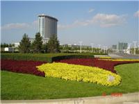 道路绿化养护-上海花园摆放植物价格 