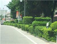 道路绿化养护-上海别墅摆放植物价格 