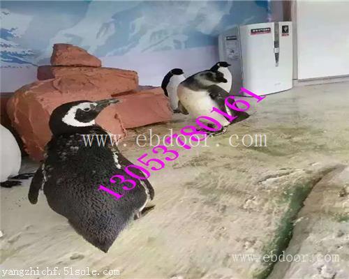 庆阳海洋生物展鱼缸展出租租赁