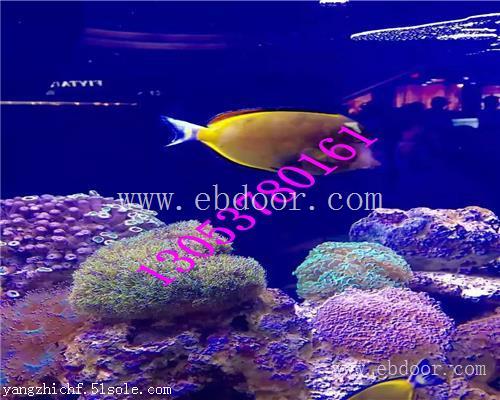 平凉海洋生物展鱼缸展出租租赁