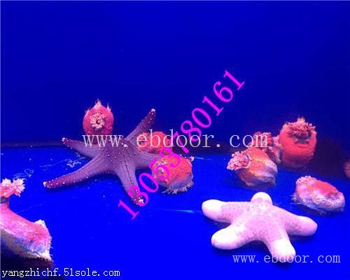 天水海洋生物展鱼缸展出租租赁