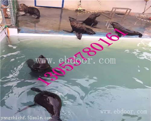 牡丹江海洋生物展鱼缸展出租租赁