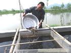 泥鳅养殖技术 