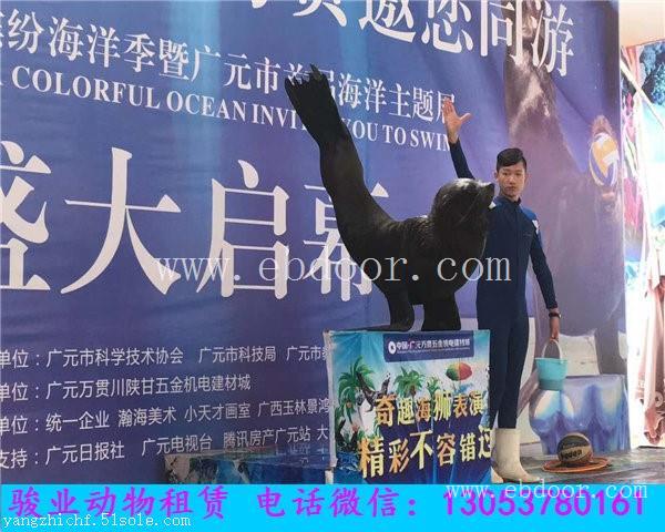 江西哪里出租海狮表演