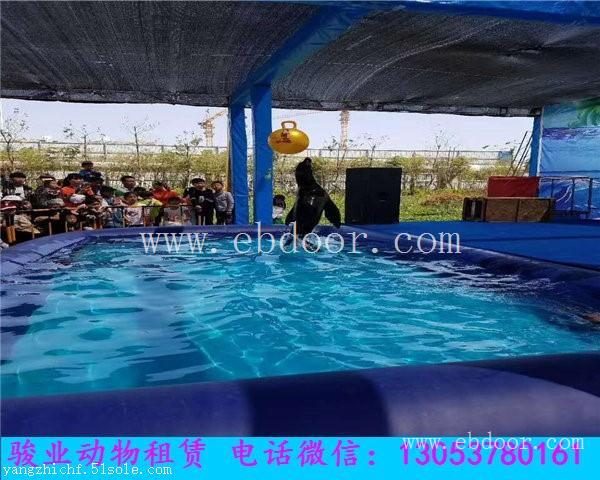 泰安海狮表演租赁公司哪家好
