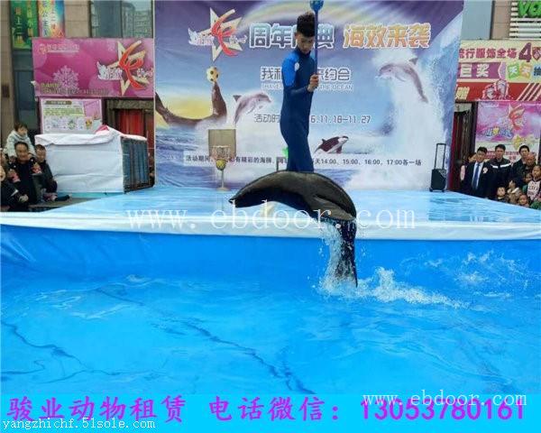锦州海洋动物展览海狮表演租赁出租