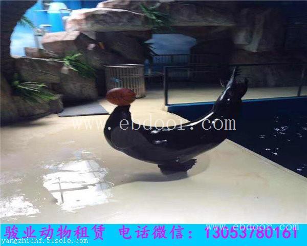 绵阳海洋动物展览海狮表演租赁出租