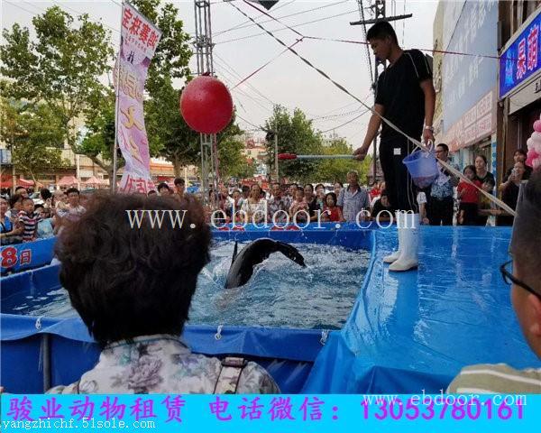 无锡海洋动物展览海狮表演租赁出租