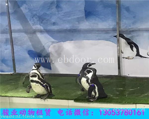 福州海洋动物展览海狮表演租赁出租