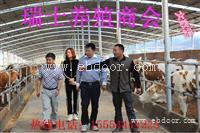 南雄肉驴苗养殖基地