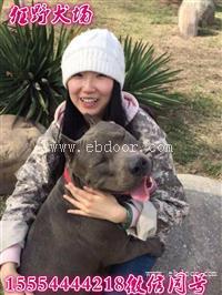 扬中哪里销售肉狗苗价格