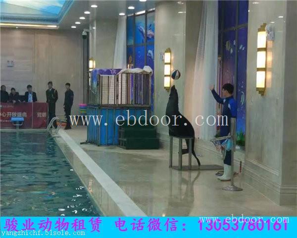 肇庆海洋动物展览海狮表演租赁出租