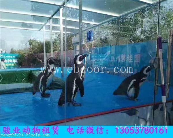 贵州海洋动物展览海狮表演租赁出租