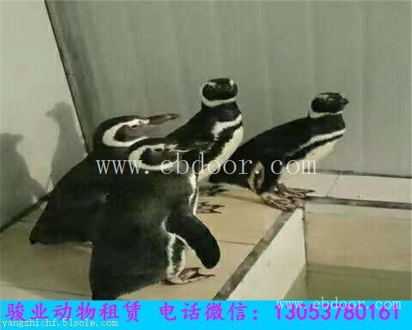 宿迁海洋动物展览海狮表演租赁出租
