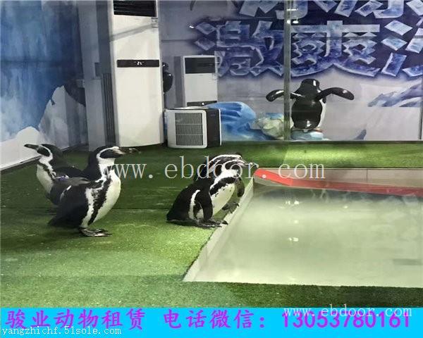 赣州海洋动物展览出租海狮表演租赁