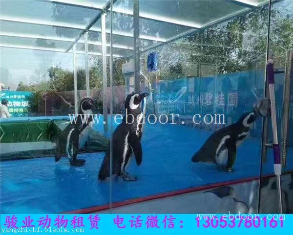 阿勒泰海洋动物展览出租海狮表演租赁