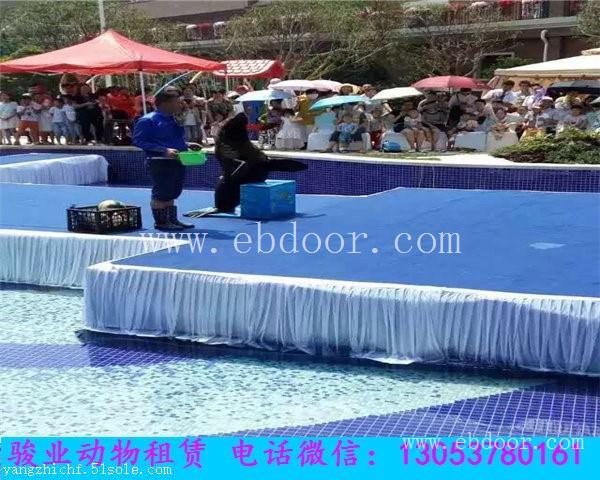 合肥海洋动物展览海狮表演租赁出租
